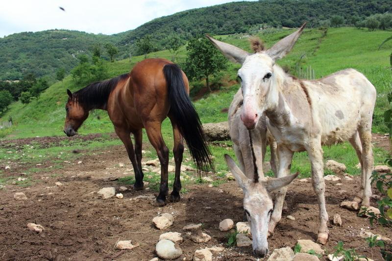 Agriturismo Mazzeracca باسّانو ديل غرابّا المظهر الخارجي الصورة