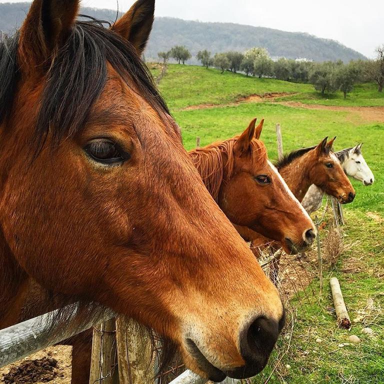 Agriturismo Mazzeracca باسّانو ديل غرابّا المظهر الخارجي الصورة